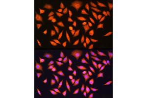 Immunofluorescence analysis of L929 cells using [KO Validated] HINT1 Rabbit pAb  at dilution of 1:100 (40x lens). (HINT1 antibody  (AA 1-126))