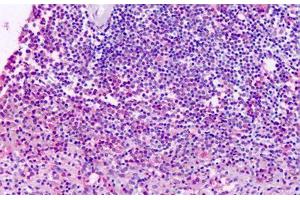 Anti-XPR1 antibody IHC staining of human spleen. (xpr1 antibody  (N-Term))