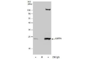 IP Image Immunoprecipitation of GSTT1 protein from HepG2 whole cell extracts using 5 μg of GSTT1 antibody, Western blot analysis was performed using GSTT1 antibody, EasyBlot anti-Rabbit IgG  was used as a secondary reagent. (GSTT1 antibody)