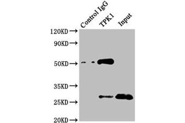 TPK1 Antikörper  (AA 1-243)