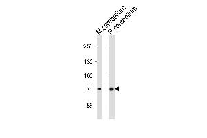 Western blot analysis of lysates from mouse cerebellum, rat cerebellum tissue lysate (from left to right), using Leo1 Antibody (C-term) (ABIN6242423 and ABIN6577877). (LEO1 antibody  (C-Term))