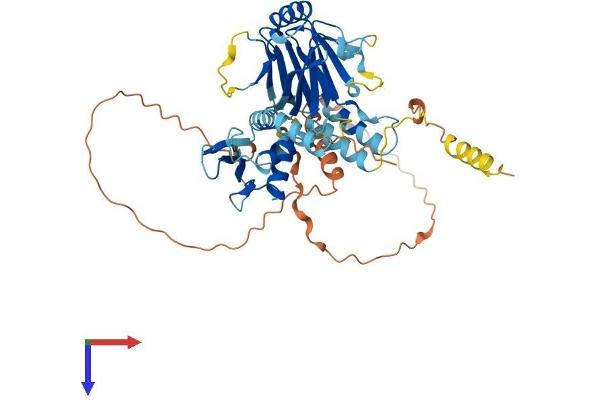 IRF7 Protein (AA 1-457) (His tag)