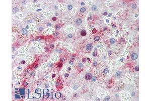 ABIN308408 (3. (MTHFD1 antibody  (Internal Region))