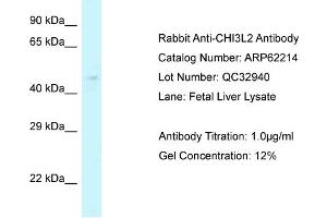 Western Blotting (WB) image for anti-Chitinase 3-Like 2 (CHI3L2) (Middle Region) antibody (ABIN2789065)