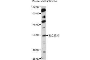 Western blot analysis of extracts of mouse small intestine, using SLC23A3 antibody (ABIN6290959) at 1:1000 dilution.
