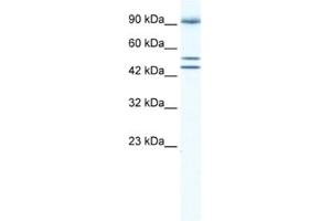 Western Blotting (WB) image for anti-Bromodomain Containing 2 (BRD2) antibody (ABIN2460896) (BRD2 antibody)