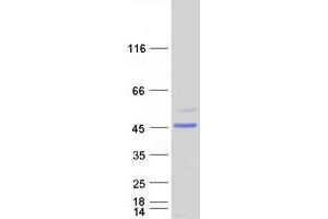 Validation with Western Blot
