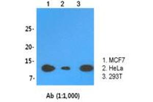 Western Blotting (WB) image for anti-LSM2 Homolog, U6 Small Nuclear RNA Associated (LSM2) (AA 1-95), (N-Term) antibody (ABIN1108066) (LSM2 antibody  (N-Term))