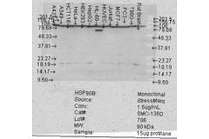 Image no. 3 for anti-Heat Shock Protein 90kDa alpha (Cytosolic), Class B Member 1 (HSP90AB1) antibody (ABIN466908) (HSP90AB1 antibody)