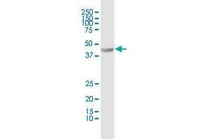 TDO2 MaxPab polyclonal antibody. (TDO2 antibody  (AA 1-406))