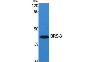 Western Blot (WB) analysis of specific cells using BRS-3 Polyclonal Antibody. (BRS3 antibody  (Internal Region))