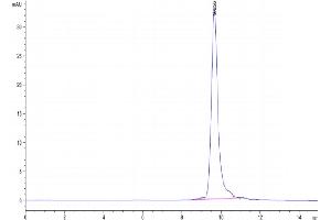 The purity of Human IL-11 is greater than 95 % as determined by SEC-HPLC. (IL-11 Protein (AA 22-199) (His tag))