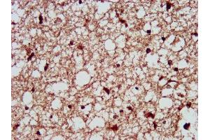 IHC image of ABIN7162805 diluted at 1:300 and staining in paraffin-embedded human brain tissue performed on a Leica BondTM system. (PPIE antibody  (AA 86-141))