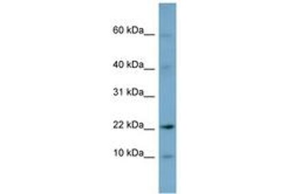 DPPA5 antibody  (N-Term)