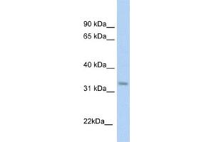 WB Suggested Anti-KHK Antibody  Titration: 1 ug/ml Positive Control: Fetal liver cell lysate (Ketohexokinase antibody  (C-Term))