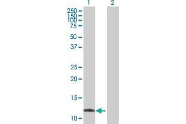 TTLL3 antibody  (AA 1-101)
