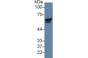 Western Blot; Sample: Human Jurkat cell lysate; Primary Ab: 5µg/ml Rabbit Anti-Human PAK2 Antibody Second Ab: 0. (PAK2 antibody  (AA 177-419))