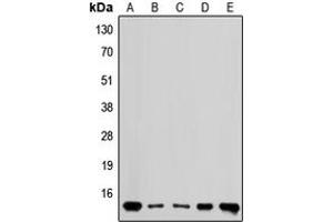 Western blot analysis of RPL36 expression in MDAMB435 (A), HEK293 (B), Raw264.