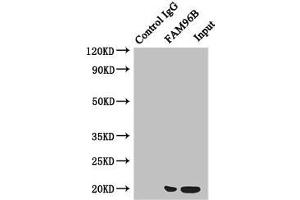 Immunoprecipitating FAM96B in Hela whole cell lysate Lane 1: Rabbit control IgG instead of (1 μg) instead of ABIN7160098 in Hela whole cell lysate. (FAM96B antibody  (AA 1-163))