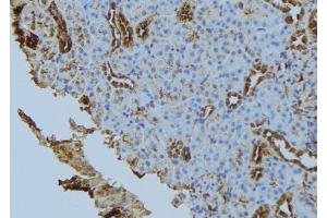 ABIN6272849 at 1/100 staining Mouse kidney tissue by IHC-P. (Fission 1 antibody  (Internal Region))