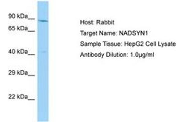 NADSYN1 antibody  (AA 396-445)
