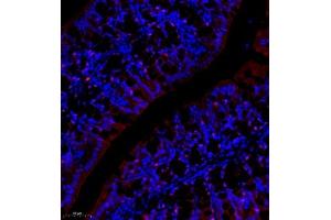 Immunofluorescence of paraffin embedded mouse colon using NCK (ABIN7074783) at dilution of 1:1000 (250x lens)