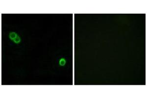 Immunofluorescence (IF) image for anti-Alkaline Ceramidase 3 (ACER3) (Internal Region) antibody (ABIN1850730) (ACER3 antibody  (Internal Region))