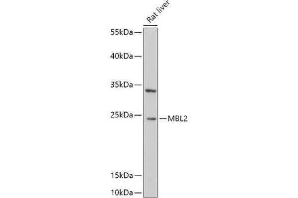 MBL2 antibody  (AA 21-248)