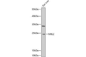 Western blot analysis of extracts of Rat liver, using MBL2 antibody (ABIN6132334, ABIN6143597, ABIN6143600 and ABIN6221519) at 1:1000 dilution.