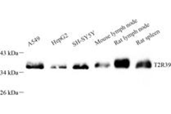 TAS2R39 antibody