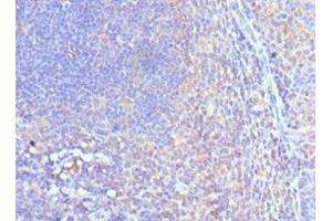 Immunohistochemistry of paraffin-embedded human tonsil tissue using ABIN7148758 at dilution of 1:100 (Cullin 5 antibody  (AA 1-300))