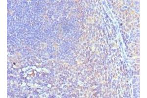 Immunohistochemistry of paraffin-embedded human tonsil tissue using ABIN7148758 at dilution of 1:100