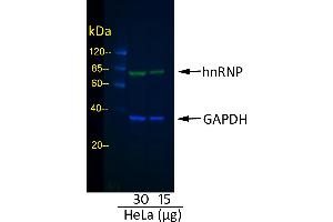 Western Blotting (WB) image for Rabbit anti-Goat IgG (Heavy & Light Chain) antibody (DyLight 488) - Preadsorbed (ABIN7447005)