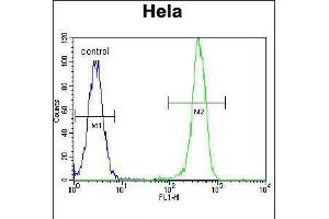 Flow cytometric analysis of Hela cells (right histogram) compared to a negative control cell (left histogram). (EPO antibody  (AA 329-357))