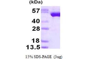 SDS-PAGE (SDS) image for Glutathione Reductase (GSR) (AA 43-522) protein (His tag) (ABIN667622) (Glutathione Reductase Protein (GSR) (AA 43-522) (His tag))
