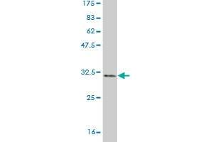 LMO3 antibody  (AA 91-146)