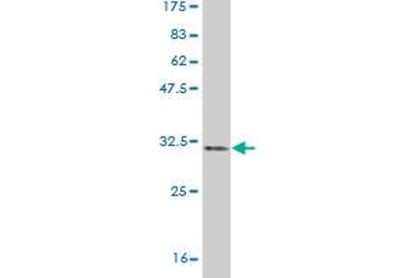 LMO3 antibody  (AA 91-146)