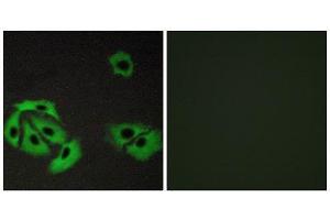 Immunofluorescence (IF) image for anti-BCL2-Associated X Protein (BAX) (Internal Region) antibody (ABIN1850413) (BAX antibody  (Internal Region))