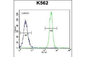 Flow cytometric analysis of K562 cells (right histogram) compared to a negative control cell (left histogram). (ENOS antibody  (AA 1156-1183))