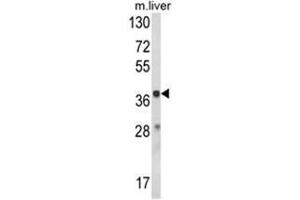 Western blot analysis of HAO1 Antibody (Center) in mouse liver tissue lysates (35ug/lane).