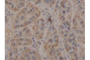 DAB staining on IHC-P; Samples: Human Liver Tissue (Manic Fringe antibody  (AA 80-316))