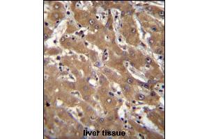 SPOPL Antibody (Center) (ABIN656695 and ABIN2845929) immunohistochemistry analysis in formalin fixed and paraffin embedded human liver tissue followed by peroxidase conjugation of the secondary antibody and DAB staining. (SPOPL antibody  (AA 221-249))