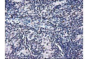 Image no. 7 for anti-Striatin Interacting Protein 1 (STRIP1) antibody (ABIN1498205) (STRIP1 antibody)