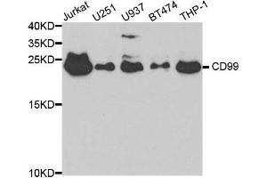 Western blot analysis of extracts of various cell lines, using CD99 antibody. (CD99 antibody  (AA 23-185))