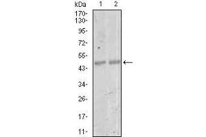 Western blot analysis using MEF2C mouse mAb against NIH3T3 (1) and 3T3-L1 (2) cell lysate.