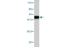 PSMB6 antibody  (AA 1-239)