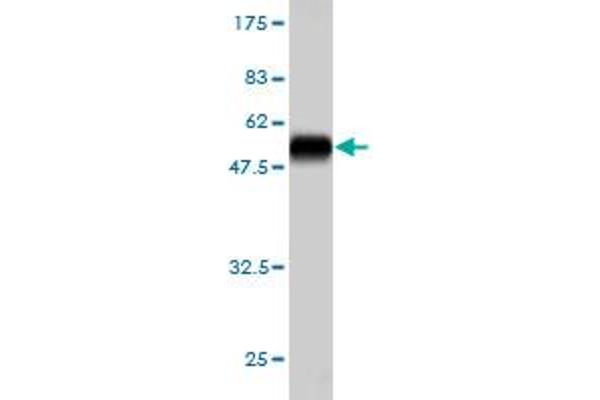 PSMB6 antibody  (AA 1-239)