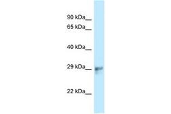 HAUS1 antibody  (AA 139-188)