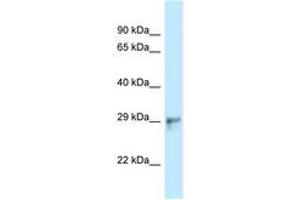 Image no. 1 for anti-HAUS Augmin-Like Complex, Subunit 1 (HAUS1) (AA 139-188) antibody (ABIN6747800) (HAUS1 antibody  (AA 139-188))
