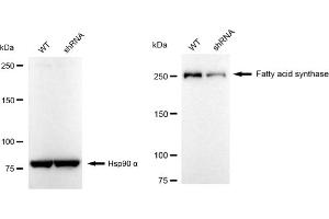 Western blotting analysis using Fatty acid synthase antibody (ABIN7798586).